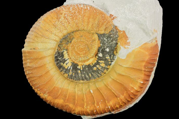 Ammonite (Ataxioceras) Fossil in Rock - Drügendorf, Germany #125859